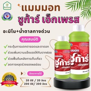 แมมมอท ชูการ์ เอ็กซ์เพรส กระตุ้นการแตกตา แตกยอด ลดการหลุดร่วงของผลอ่อน ของแท้ 100% ขนาด 1 ลิตร