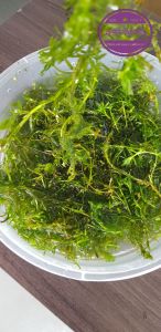 Hydrilla 150g per pack aquarium plant for aquariums tanks and bowls. Green aquatic plant in clear container.
