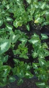 Môn lá tim mini làm terrarium châu mini trang trí bàn làm việc kệ sách.