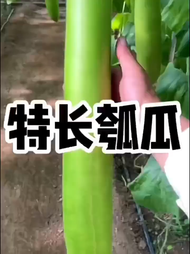 25seeds/pack Long Bottle Gourd Seeds/Hybrid Long Bottle Gourd Plant Seeds Vegetables Seeds-A640