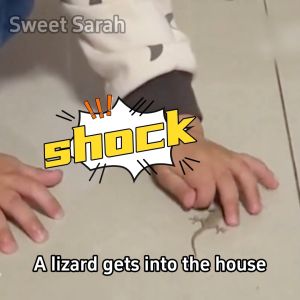 Lizard dies and air-dries after eating Lizard repellent 8 Pcs/Box Lizard killer Gecko repellent Racun cicak Ubat cicak paling berkesan Racun cicak paling kuat  壁虎驱除剂 驱赶壁虎 壁虎毒药 杀壁虎  防壁虎药