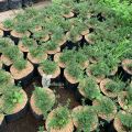 Tanaman Herbal  Rempah Timi atau Thyme. 
