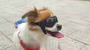 HamshMoc Adventure Pet Sunglasses Anti-Glare Flexible Fit Breathable Design Happy Outdoor Play for Pets