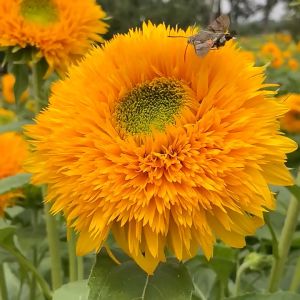 Hạt giống hoa hướng dương bông xù dễ trồng - 30 hạt/gói