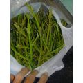 1 paket isi 4 Entres / batang segar / Cutting Alpukat Miki dan Aligator. 