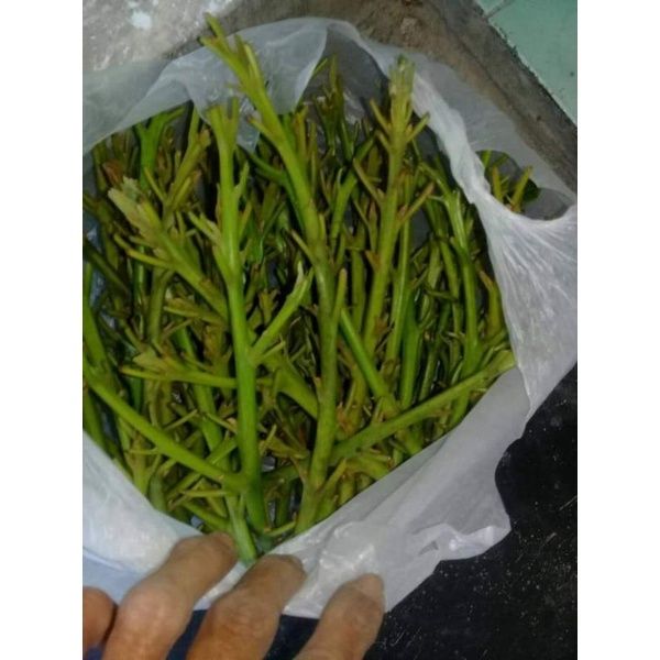 1 paket isi 4 Entres / batang segar / Cutting Alpukat Miki dan Aligator