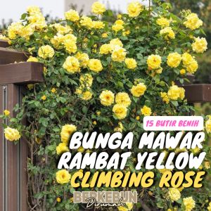15 Benih Biji Yellow Rose Mawar Kuning Bunga seeds Berkebun Dirumah Bibit Hemat Siap Tanam