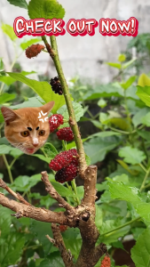 mulberry LIVE PLANTS ROOTED Illinois mabilis lumaki at dumami W/ FREEBIES Ang bunga sulit ka d2 | ORDER NOW