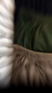 IGO Celana Aladin Ban Panjang Polos Kaos Rayon Katun