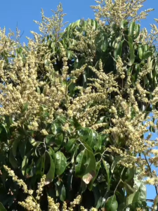 จะเด็ด ลำไย สูตร เปิดตาดอก อะมิโนคีเลต+สาหร่ายทะเล+ไคโตซาน+น้ำตาลทางด่วน ฉีดพ่นทางใบ เปิดตาดอก กระตุกดอก กระชากดอก ดึงดอก ยืดช่อดอก ระเบิดดอก