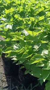 G8 ต้นพริกจินดาแดง ปลูกง่ายโตไว ต้นโต แข็งแรงพร้อมปลูก ทนต่อโรคและแมลง