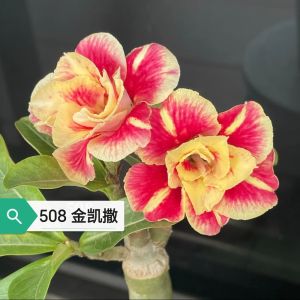 Adenium Obesum Bonsai ID 508 金凯撒富贵花