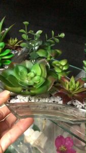 แคคตัสปลอม ต้นไม้ปลอมจิ๋ว เทอราเรี่ยม