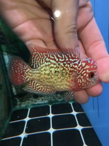 Flowerhorn kamfa f2 male 3inch male fish luohan kamfa f2 花罗汉金 f2 pellet trained