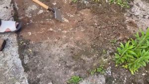 พลั่วเหล็ก 21/30cm พลั่ว เหล็กคมแข็งแรง พลั่วแซะญี่ปุ่น ทำความสะอาดถนน ทำความสะอาดปศุสัตว์ ติดทนนานและแข็งแรง