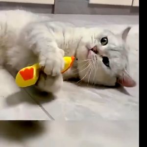 ของเล่นแมว ต๊กตาสอดไส้แคทนิป หล่อเล่นสัตว์เลี้ยง ราคาราคาสูงสุด ที่ชมถึง แก้เบื่อง
