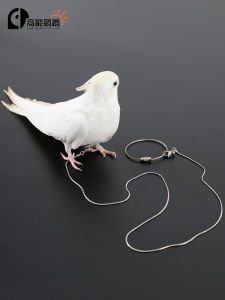 Stainless Steel Parrot Anklet Bolt Bird Walking Bird Flying Rope Ankle Ring Tiger Skin Peony Xuanfeng Opening Ankle Ring Towing Rope
