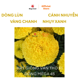 Hạt giống hoa vạn thọ MEGA 45 Thái F1 vàng chanh cổ lùn – Bông tròn nhụy xanh cây khỏe dễ trồng gói 20 hạt