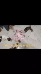 【ePetz】Electric-Cat-Toy-Automatic-Cat-Teaser-Cat-Toys-Pet-Toys-Mainan-Kucing-Elektrik-Cat-Turntable-Automatic-Rotating