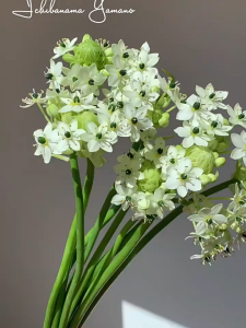 Củ giống hoa thiên nga mắt ngọc - 1 củ - FlowerSeeds