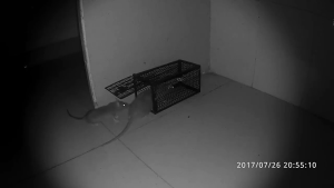 【BUY 2 TAKE 2】Reusable Rat & Mouse Trap Cage – Rodent Control Locking Mousetrap Safe Firm Iron Net Mouse Catcher Metal Reusable Rat Trap Rat Cage Rodent Trap Mouse Trap Live Rat Rodent Trap Large Rat Trap