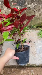 Cây Liễu 2 Da - Tổng thể tầm 40-50 cm - Thích nghi nắng cho sân vườn công trình!