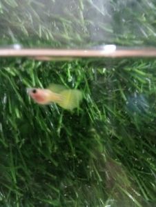 GUPPY YELLOW LACE SHORT BODY GLAS BELLY PAIR