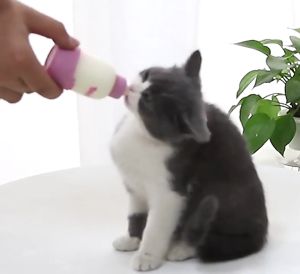 Pet Wonderland Silicone Pet Nursing Bottle Silicone Milk Bottle Kitten Small Pet Feeding Milk Bottle Set 100ml