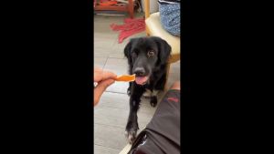 สันในไก่อบแห้ง ขนาด 300g (chicken jerky) ขนมหมา กลิ่นหอมไม่ทำร้ายใต ปราศจากสารปรุงแต่ง ไม่ใส่สารกันบูด ไม่เค็ม, ปลอดภัยต่อสุขภาพน้องหมา)