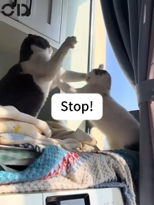 Pet Wound Spray OD Pet trauma spray Cat wound spray Dog wound spray Wound spray for dog Cat wound treatment Anti-Bacterial & Healing Minor Wound First Aid Ubat luka untuk kucing Ubat luka kucing spray Animal wound spray 宠物伤口喷雾 狗伤口喷雾