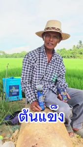 คู่หูนาปี เพิ่มพลัง 4 เท่า 4Tree Booster (โฟร์ทรี + บูสเตอร์) พลังดูดซึมไว ทนแล้ง ทนหนาว ทนโรค สำหรับพืชทุกชนิด สกัดจากไคโตซานบริสุทธิ์ ของแท้ 100%