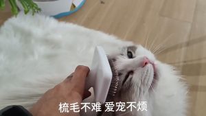 Sisir Grooming Kucing & Anjing: Panduan Lengkap