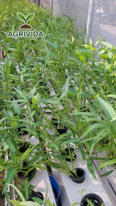 Agrivida - Aneka Benih Sayuran Daun Unggulan All Varian