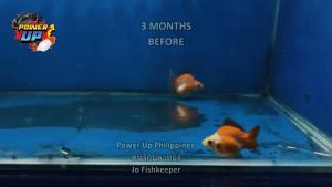 Power Up Goldfish food Thailand Promote Growth and Color Enhancing Formula Sinking Pellet