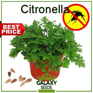 "GalaxySeeds" Citronella Grass (5 Seed) Anti Mosquito Plant Seeds for Planting Herbal Plants +Fertilizer F1