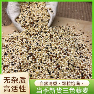 Authentic Three Color Quinoa Mixed Grains Porridge Salad Topping Meal Replacement Superfood Whole Grain Health Food