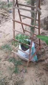 [DIY] ไม้ค้ำต้นไม้ เสาไม้เลื้อย กระกางต้นไม้ เสามะเขือเทศ โครงปลูกผัก ค้างไม้เลื้อย ซุ้มไม้เลื้อย ไม้ค้ำยันต้นไม้ ค้างต้นไม้ ค้างผัก