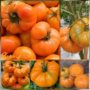 6 BUTIR BIJI/BENIH TOMAT BEEFSTEAK JUMBO AMANA ORANGE