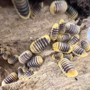 Cubaris sp. ‘Jupiter’ x 8 pieces