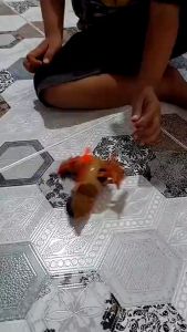 Mainan Anak Putar Jalan Bentuk Ayam Jantan YI3