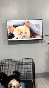 Heavy Duty Foldable Pet Cage with Poop Tray: A Comprehensive Guide