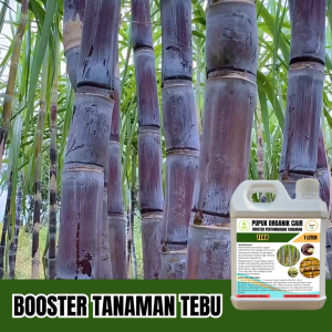 Pupuk Booster Tebu Agar Cepat Tumbuh Besar Nutrisi Penguat Batang Meningkatkan Rasa Manis Anti Hama