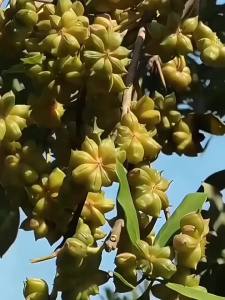 Sulfur Free Dried Star Anise 500g