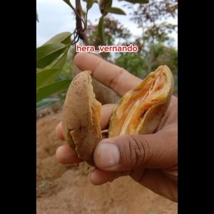 Bibit Sawo Mentimun Unggul - Ukuran Buah Lonjong, Manis, dan Lezat (Baru)