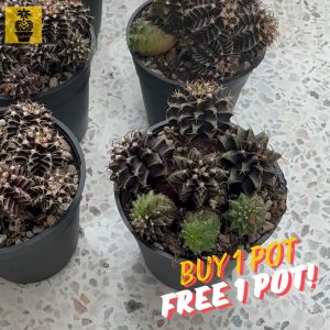 (Buy 1 Pot Free 1 Pot) Gymnocalycium LB x Mihanovichii / Seedling Gymnocalycium (Cactus Gift)