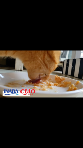 [NHẬP KHẨU THÁI - COMBO 5 LON] LON INABA CIAO Thức Ăn Ướt Cao Cấp Cho Mèo Thịt Xé Nhỏ Với Thạch🐾😸 Ngon Xỉu Up Down