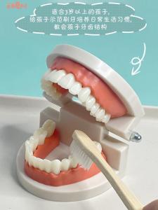 Kindergarten Montessori Teaching Toys Children Practice Brushing Teeth Dental Model Oral Model Work Set Fake Teeth Model
