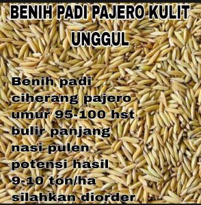 BENIH PADI CIHERANG PAJERO KUALITAS SUPER UNGGUL PER 1KG