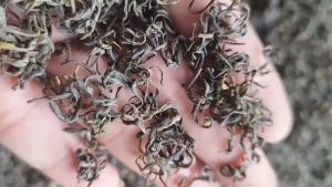 TRÀ LONG VÂN THÁI NGUYÊN GIÁ GỐC THÁI NGUYÊN