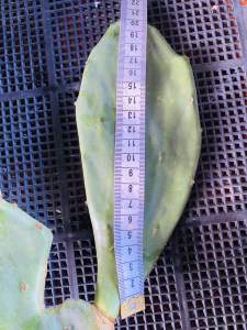 กระบองเพชร​ทานผลทานใบ​ Opuntia​ ficus-indica​ โอพันเทีย​ ฟ​ิคัส​ อินดิก้า ​ รสชาติ​หวาน​ จัดส่งแบบแพดสมบูรณ์พร้อมปลูก แพตใหญ่ขนาด 30-40 Cm และฟอร์มกอ ส่งแบบเคาะดิน